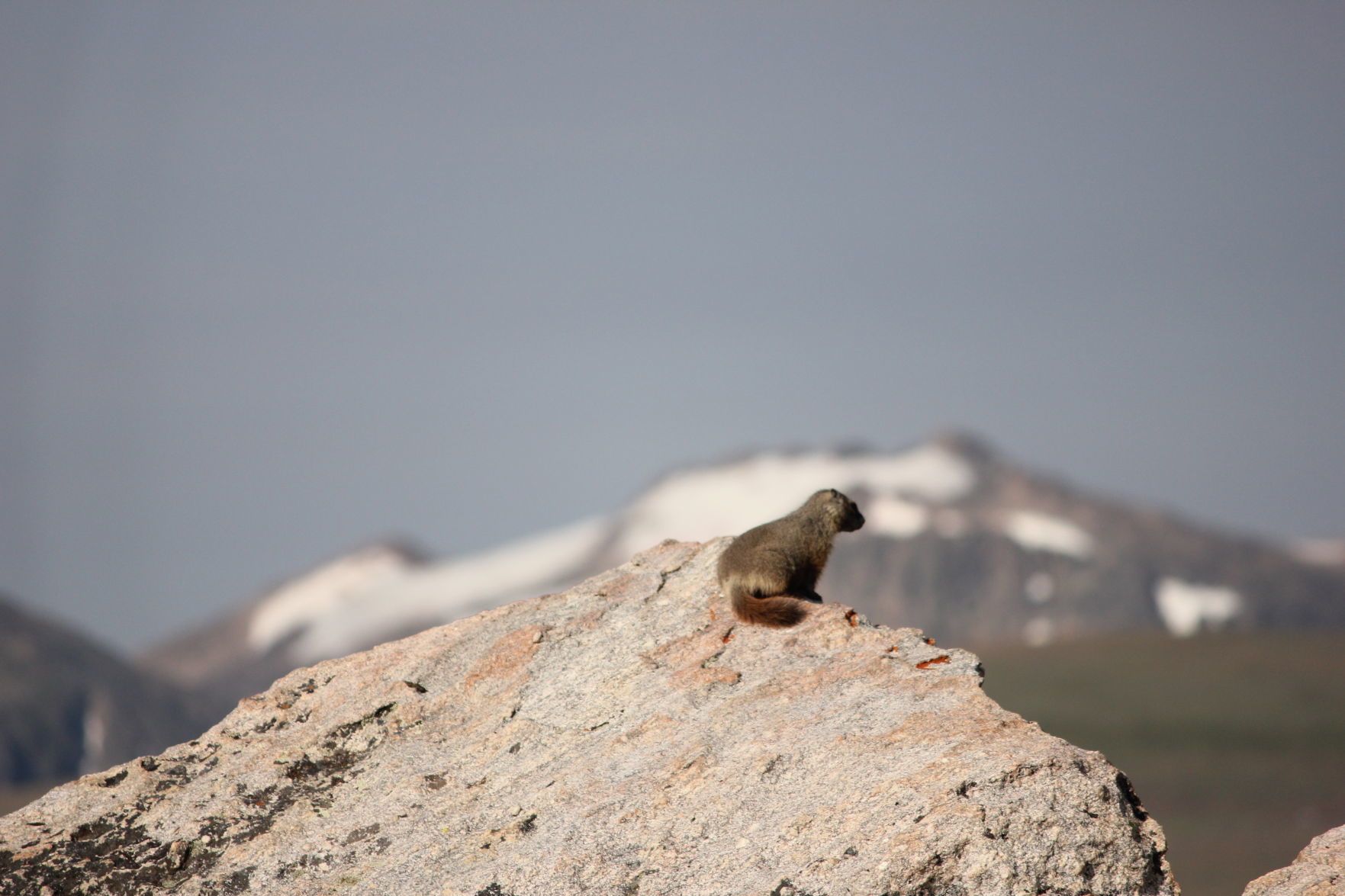 Marmot